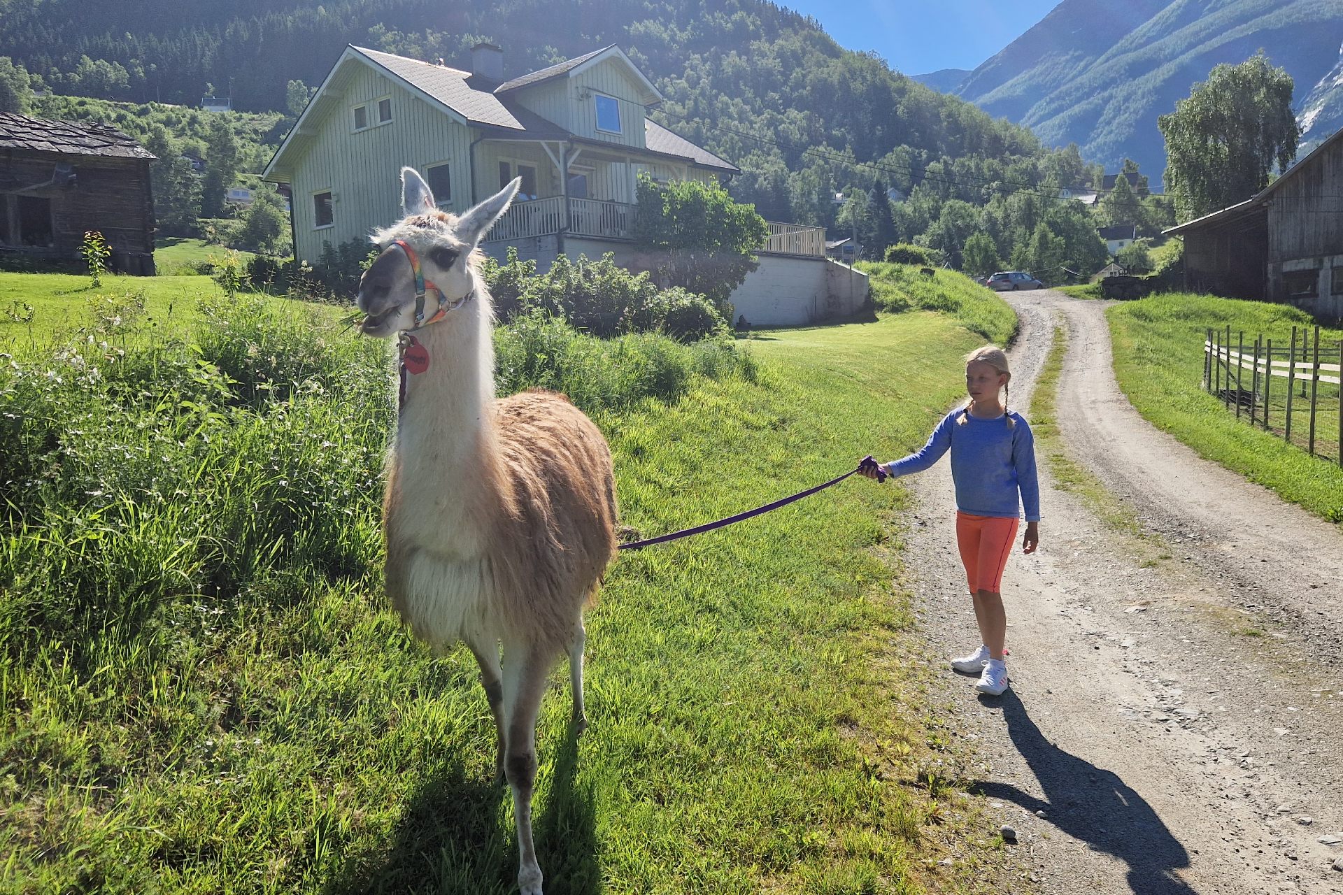 Skjolden llama Foto Håvard Nesbø